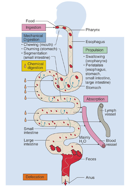Physiology - Digestive System Period 1
